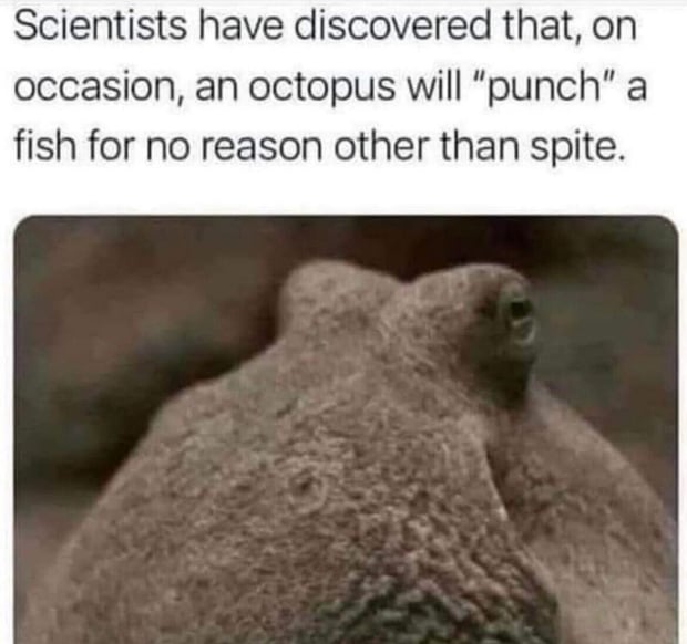 octopus meme